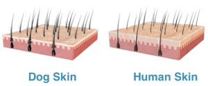 Dog skin and human skin comparison